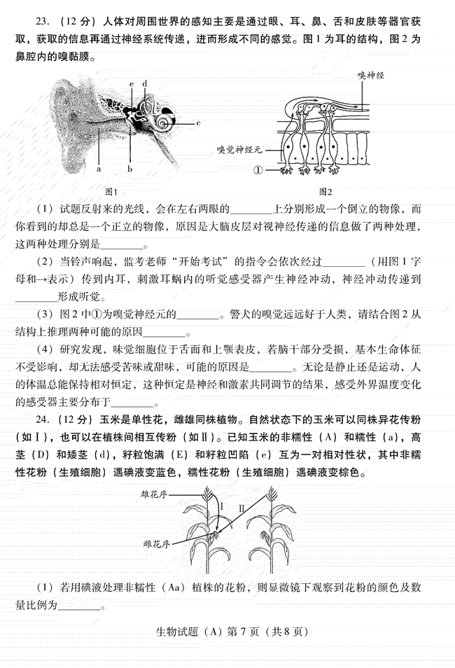 2024年濰坊中考生物試卷真題及答案解析